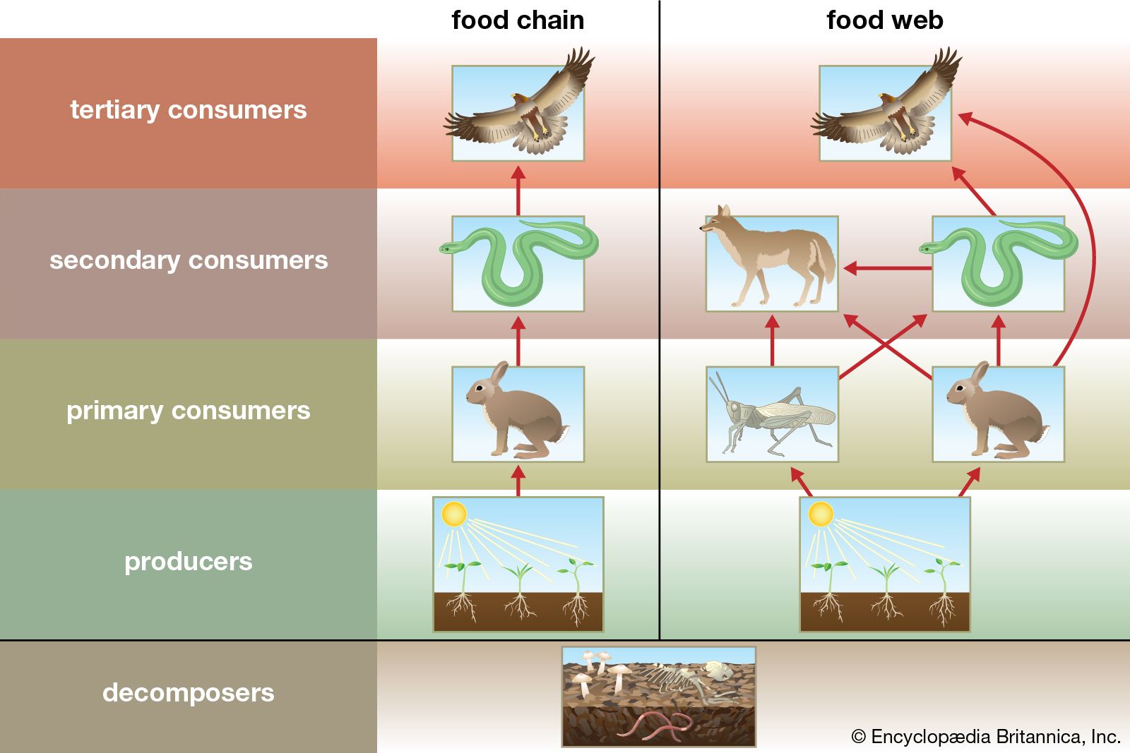 What is Competition in Biology? A Clear Definition.