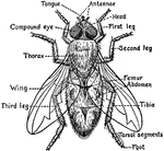 Parts Of A Fly Clipart Etc Parts Of A Fly Clipart Etc
