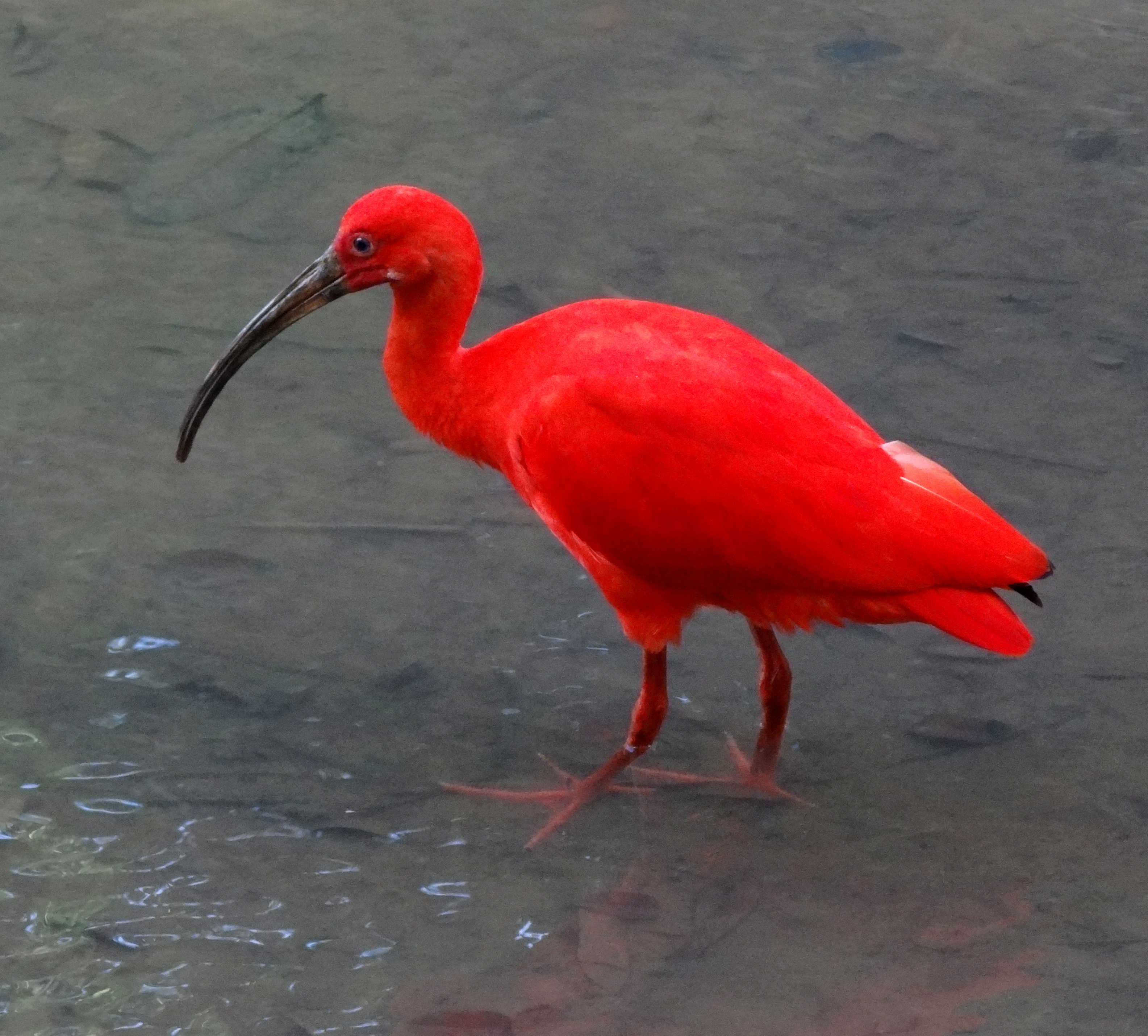 The Scarlet Ibis: Symbolism & Tragic Themes Explained