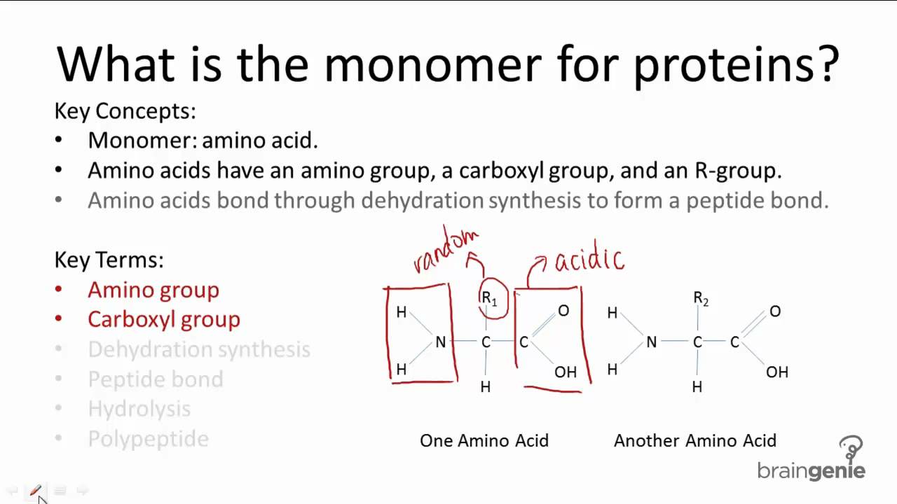 What Are the Monomers of Proteins?